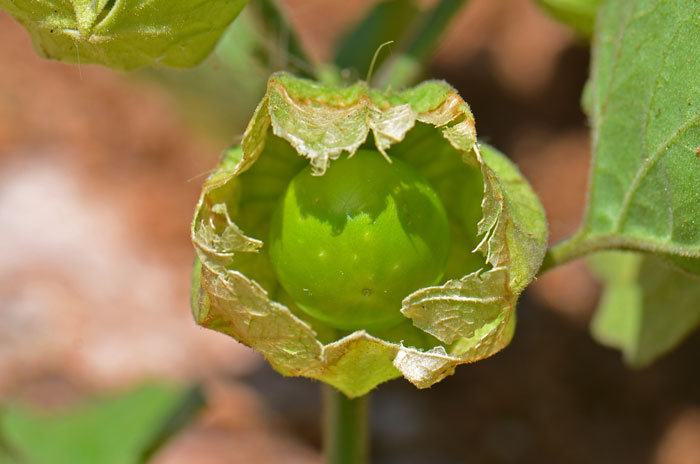 Ivyleaf Groundcherry has sepals that enlarge to an inflated papery “lantern” as the fruit matures and grows into a ripe berry. Physalis hederifolia